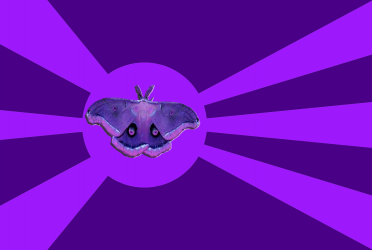 Regional Flag Flag